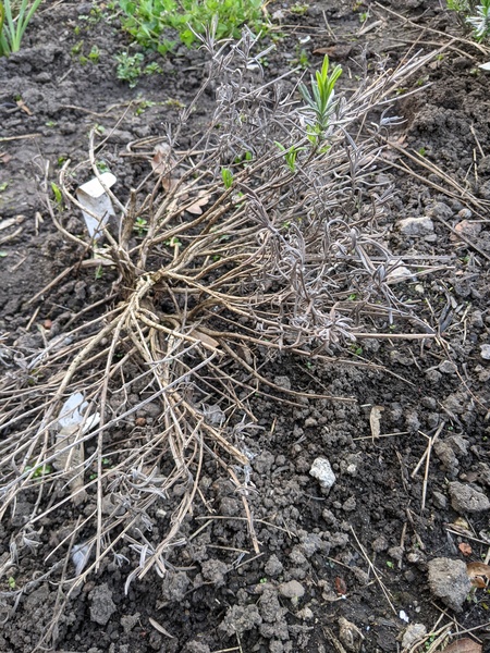What are the chances my lavender will come back from this?