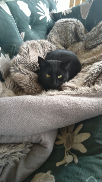 How have you devastated your cat today?