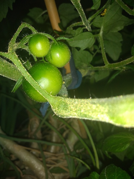 Westminstenders: Sleaze. The Return.