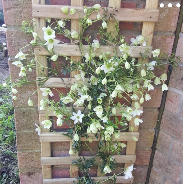 Plant ID please?