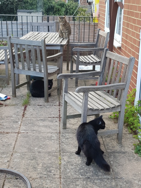 Thug cat part 3.  Unbidden guests are often welcomest when they are gone.