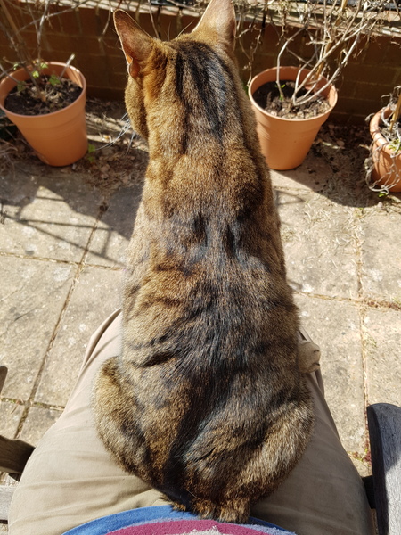 Thug cat part 3.  Unbidden guests are often welcomest when they are gone.