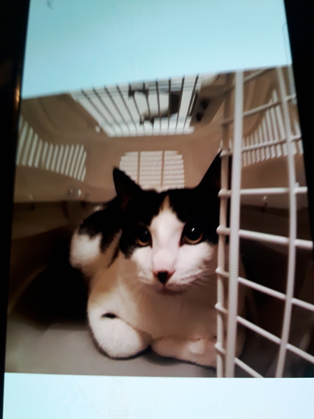 I've got a new cat