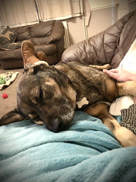 What does your dog do that makes you happy