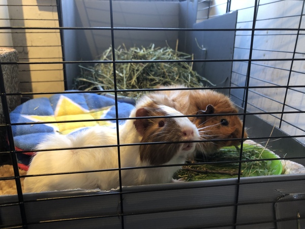 Tell me about your guinea pigs!