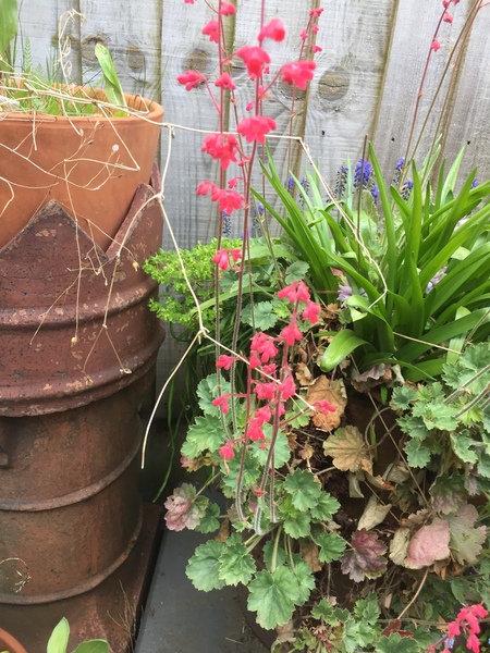 Can anyone tell me what this flower is?
