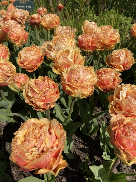 Week 3 - Leaving Lockdown Bootcamp