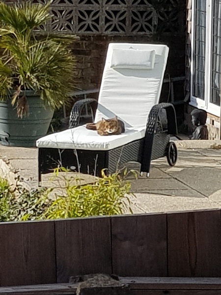 Thug cat part 3.  Unbidden guests are often welcomest when they are gone.