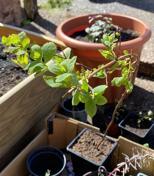 Another plant ID one!