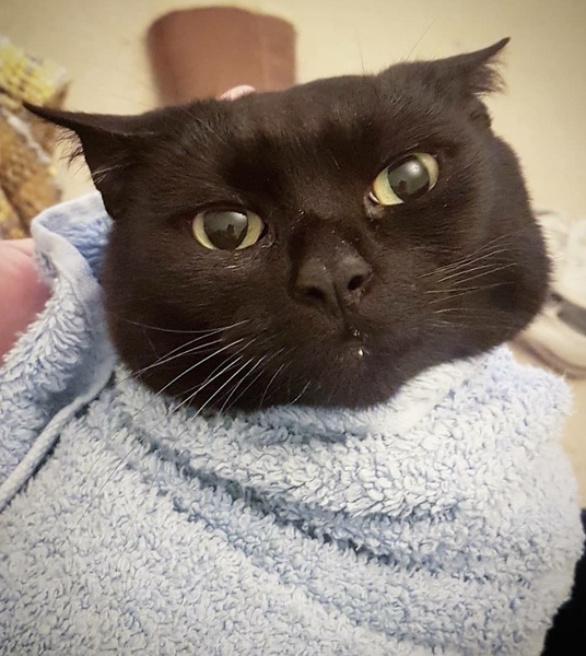 How have you devastated your cat today?