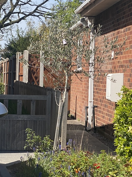 I want to buy an olive tree and have no clue...
