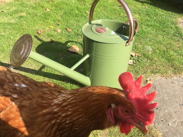 Gift ideas from the green-fingered please