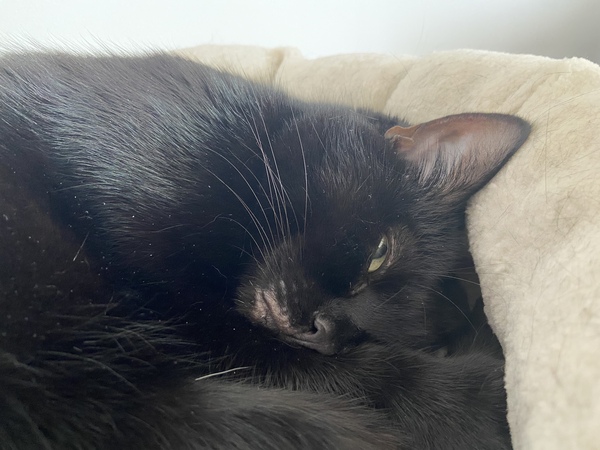 How have you devastated your cat today?