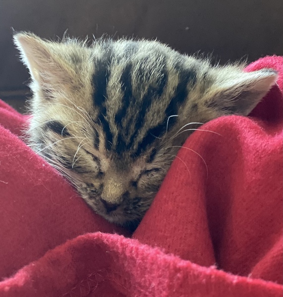Orphaned Kitten