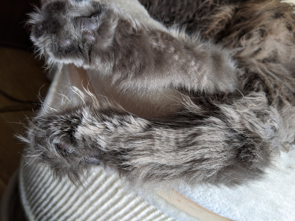 Toe tufts