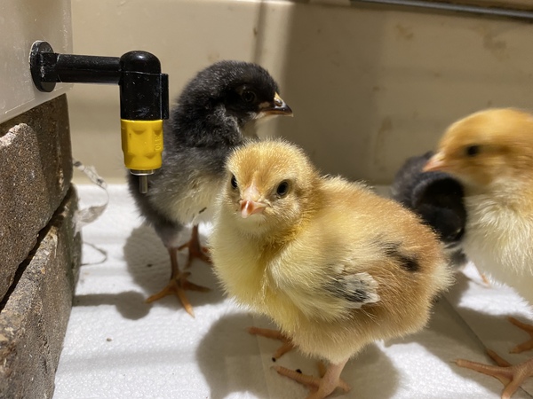 April Leaving Lockdown Low Carb Bootcamp - week 1