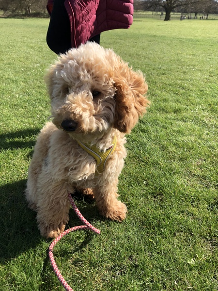Poodle appreciation