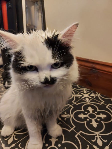 Should I wash my cat (with photo)?
