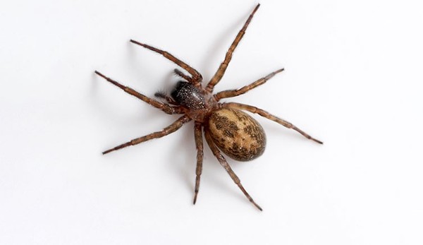 What spider is this?