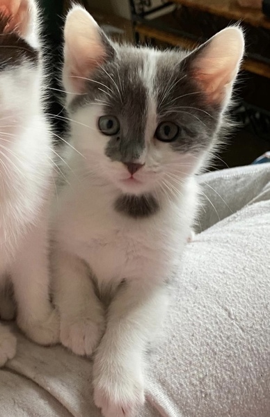 Help - she’s lost the kitten