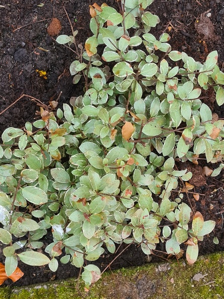 Plant identification and advice on how to save it