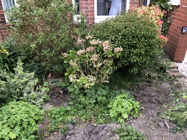 Help me design my front garden