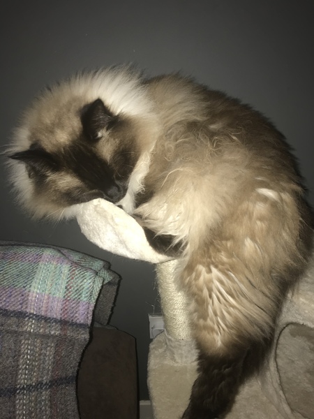 Let's see your sleeping cat pictures