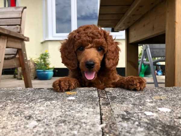 Poodle appreciation