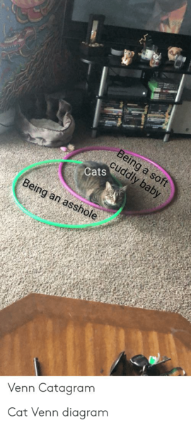Adopting a cat