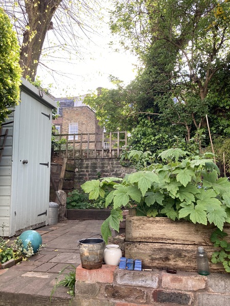 climber recommendation for dry shade - got ivy already