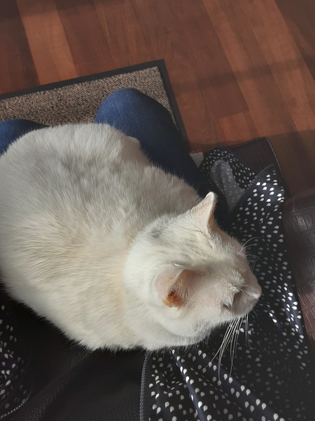 What's your DCat up to today? (Thread 8)