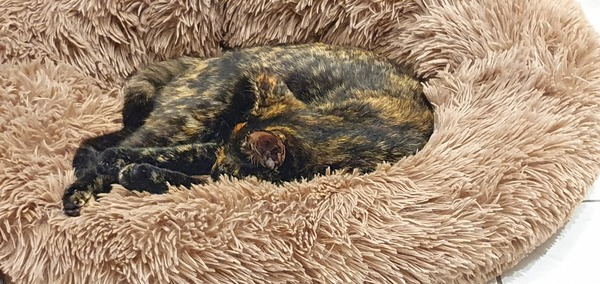 AIBU to insist he's a kitten?