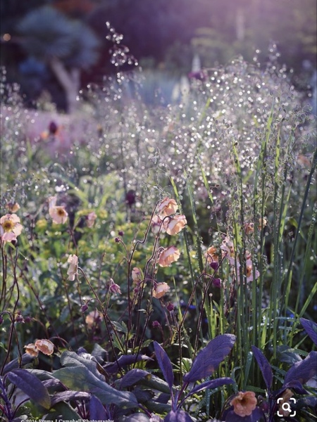 Your dream garden?