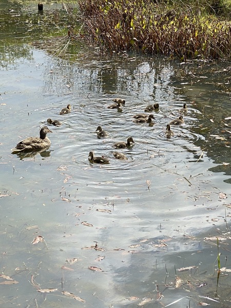 Duck Tales! (Still not what I expected to wake up to this morning)