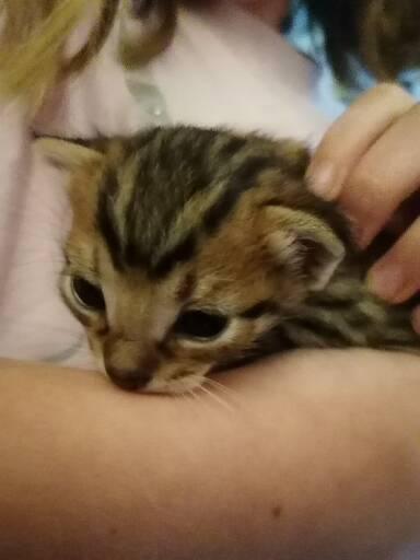 Fostering kitten
