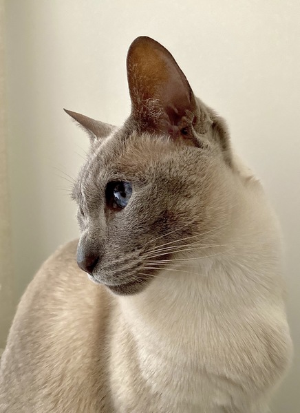 Siamese Cat Day
