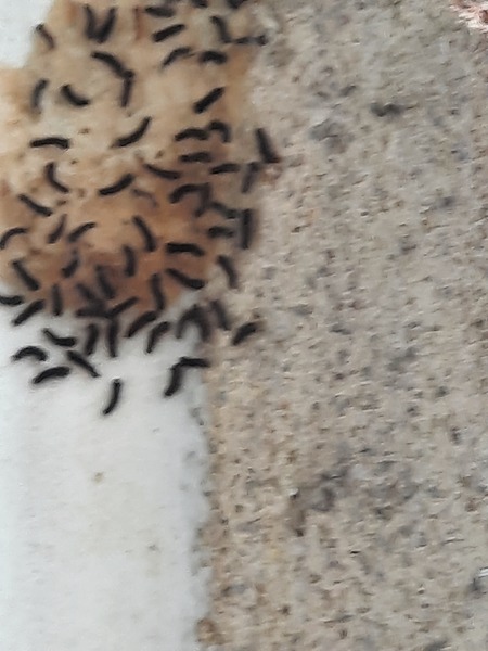 Can anyone identify these bugs? (pics)