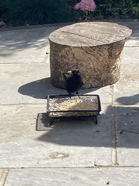 Watching birds (and other wildlife) in the garden