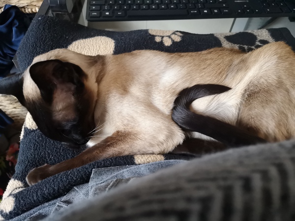 Let's see your sleeping cat pictures