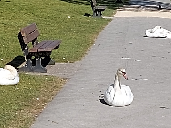 ADs drinking al fresco at The Sleeping Swans