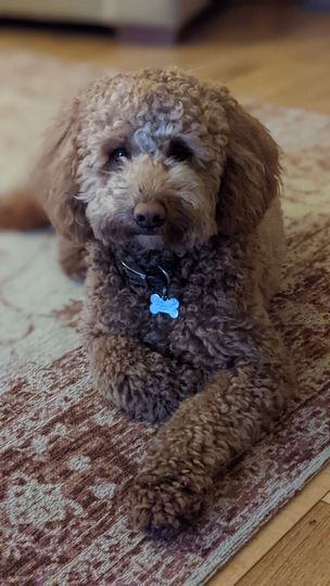 Poodle appreciation