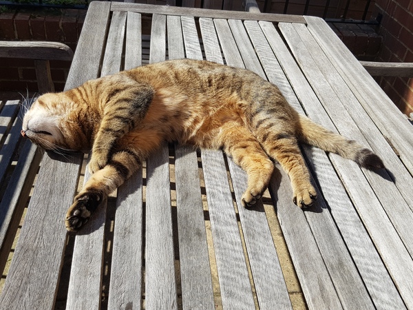 Let's see your sleeping cat pictures