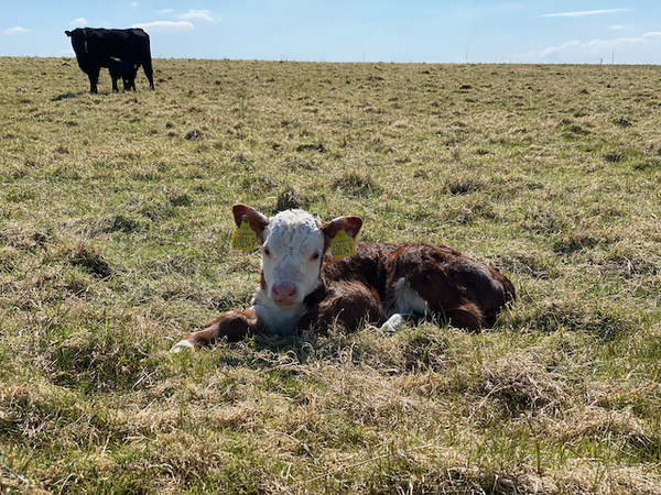 Week 2 - Leaving Lockdown Low Carb Bootcamp
