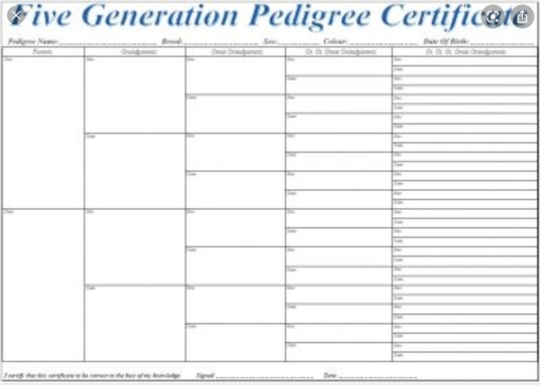 Any breeders around? KC registration query