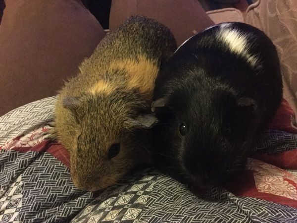 Tell me about your guinea pigs!