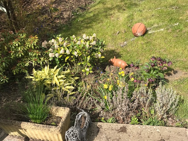 Tricky border and rubbish soil