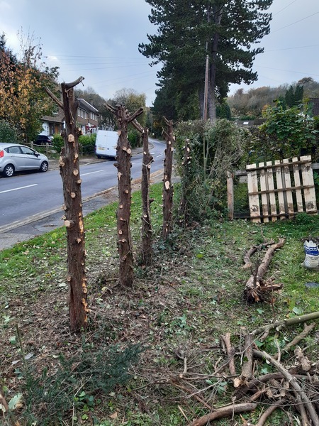 Inherited a dead hedge
