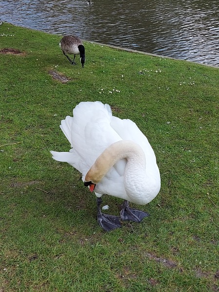 ADs drinking al fresco at The Sleeping Swans