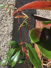 Sorry a plant (well, tree) ID one