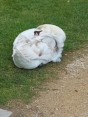 ADs drinking al fresco at The Sleeping Swans
